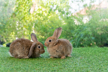Naklejka na ściany i meble Cuddly furry rabbit bunny brown with family sitting and playful together on green grass over natural background. Two family baby bunny spring time on lawn. Easter newborn bunny family pet concept.