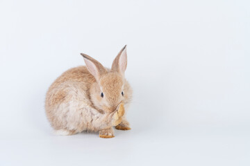 Adorable newborn baby rabbit bunnies cleaning body sitting with copy space over isolated white background. Active little rabbit furry brown bunny playful on white background. Easter bunny animal pet.