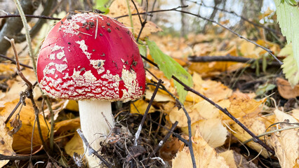 Amanita mushrooms in the forest on the background of the autumn forest