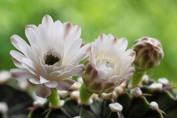 Blossom gymnocalycium flower succulent on spring natural background. Beautiful small cactus flower blooming in house plant nature green background. White floral bloom gymnocalycium cactus succulent