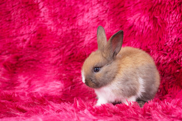 Lovely healthy baby rabbit ear bunny sitting on red background. Little tiny furry brown white infant bunny bright eyes rabbit watching something sitting on carpet red background. Easter animal pet.