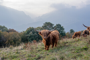 Highlanad cattle breed is known for its rusticity