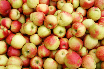 Fresh picked honey crispy apples as food background