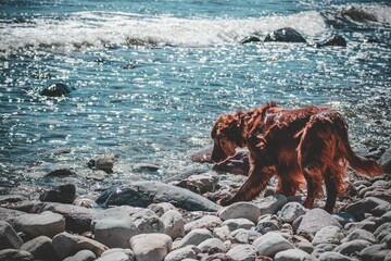 Irish setter dog at the shore of the sea on Oland island in Sweden