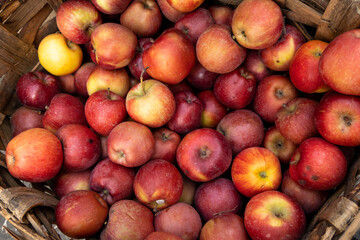 Fototapeta na wymiar Basket full of fresh apples. harvesting of fresh organic apples during autumn