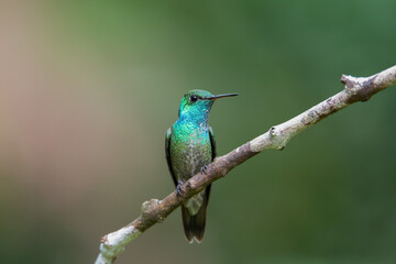 Beija-flor-de-banda-branca (Amazilia versicolor)