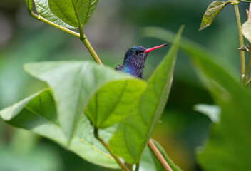 beija-flor-roxo (Chlorestes cyanus)
