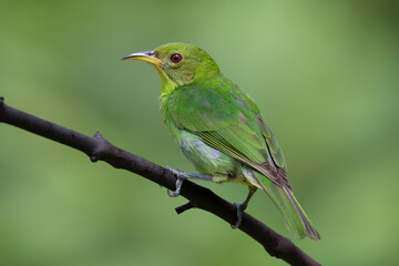 saí-verde (Chlorophanes spiza)