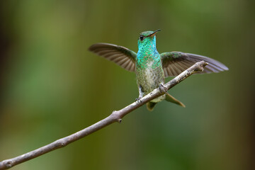 Beija-flor-de-banda-branca (Amazilia versicolor)