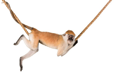 Monkey Hanging On Rope - Isolated - Powered by Adobe