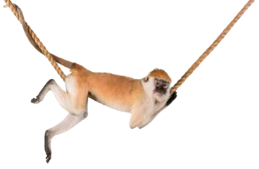 Zelfklevend Fotobehang Monkey Hanging On Rope - Isolated © BillionPhotos.com