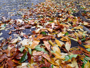 Alley with autumn leaves. Blurred background. Yellow, orange and green fallen leaves lie on wet path. Concept of autumn walks and enjoying nature.