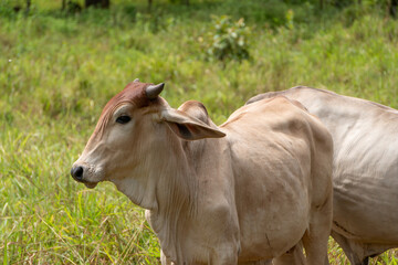 Terneros en campo