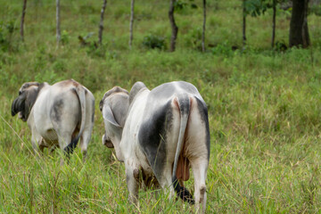 Obraz premium Terneros de granja