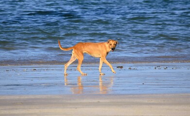 Cão na praia em Morro de São Paulo - Bahia - Brasil
