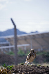 Aves libres en el jardín 