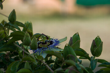 plantas recibiendo la primavera