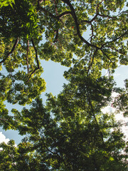 Trees leaf low angle with blue sky background from puerto rico forest