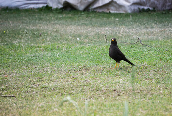 Aves libres en el jardín 