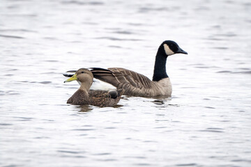 Canadian Goose and a Mallard at the Blackwater Wildlife Refuge