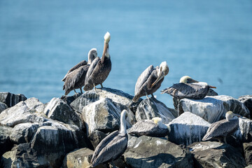 Brown Pelicans
