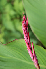 Beautiful  Iris flowers in nature