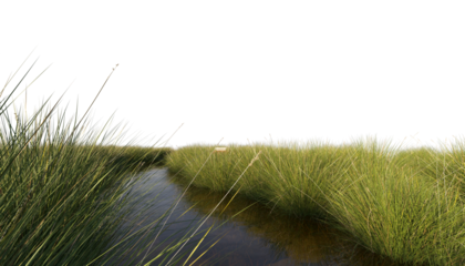 Tall grass along stream stream tall grass shrubs clipping path
