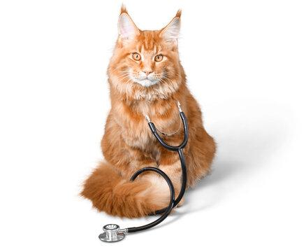 Cat With A Stethoscope On His Neck.looking At Camera. Isolated On White Background