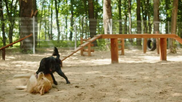 Golden retriever playing with black labrador in playground. Dogs having fun together. Happy domestic animals concept, little best friends, puppy relaxing outdoor.