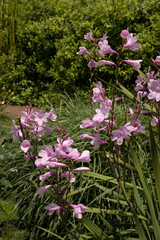 Fototapeta premium Exotic South African flora. Spring flowers. Closeup view of Watsonia borbonica, also known as Bugle Lily, stem and tubular flowers of light pink petals, blooming in the garden.