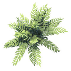 Fern plants, variety of small plants isolated