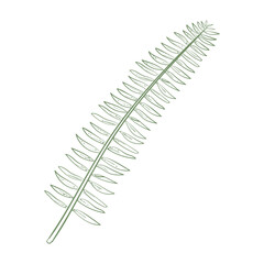 botanical plant illustration