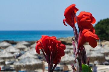 Blooming canna indica with sea background - obrazy, fototapety, plakaty
