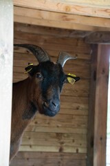 Close-up of a tagged horned goat with shades of black and brown