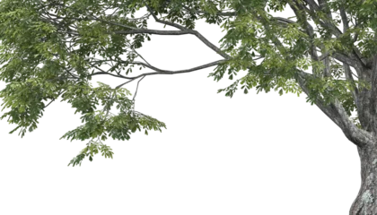 Fotobehang Various types of tree branch plants bushes shrub and and small plants isolated © Poprock3d