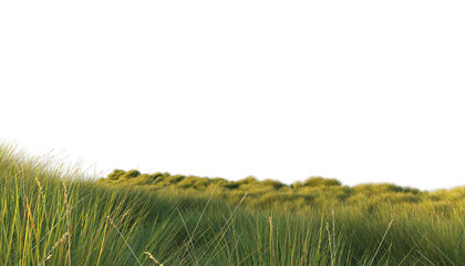 grass field isolated