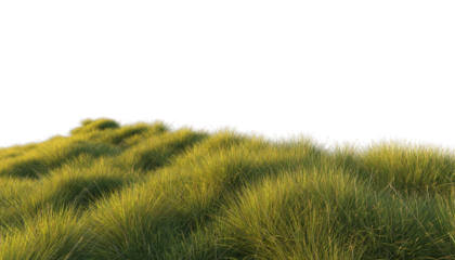 grass field isolated