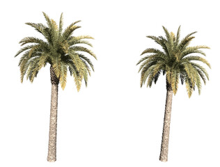 palm trees isolated - obrazy, fototapety, plakaty