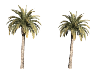 palm trees isolated