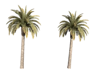 Fototapeten palm trees isolated © Poprock3d