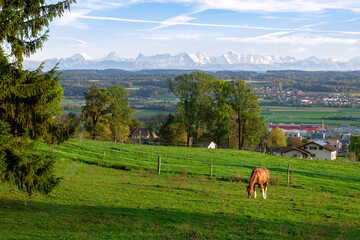 Idyll Swiss landscape of green valley with distance mountain range. Horse grazing on the pasture,...