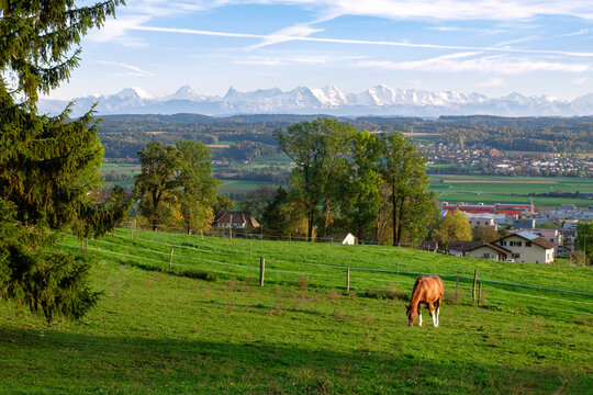 Idyll Swiss landscape of green valley with distance mountain range. Horse grazing on the pasture, countryside in Switzerland.