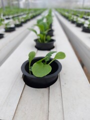 Selective focus of hydroponic lettuce plant on blurred background. Its scientific name is Lactuca sativa var angustana. Focus on some of the plants in front.