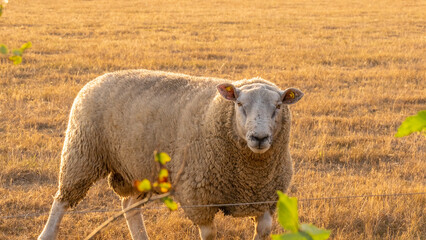 Obraz premium white Sheep portrait.Breeding sheep.Farm animals. White lamb in paddock.Sheep woolen breeds.Animal husbandry and agriculture concept.