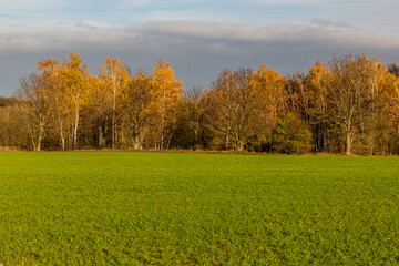 Autumn view of a field and forest, Czech Republic