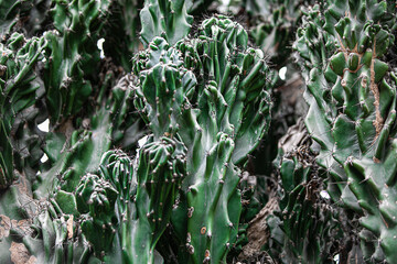 Green cactus beautiful wall background