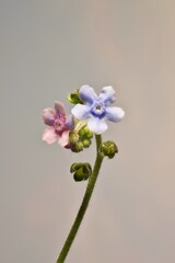 Isolated Stem of Australian Hound's-tongue (Cynoglossum austral) in flower