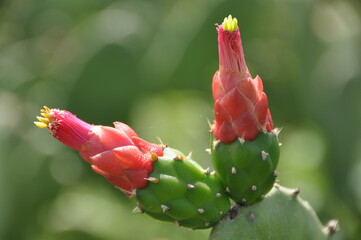 Cochineal nopal cactus or Opuntia cochenillifera, Cereus hexagonus, Cacto palmatoria - Caatinga...