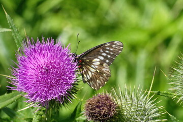 Butterfly on a Scotch thistle flower in Cotacachi, Ecuador