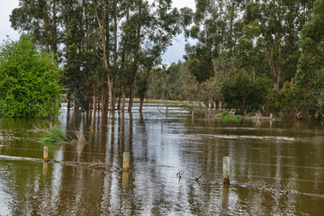 Fototapeta na wymiar Yarra River Breaks It's Banks Between Yarra Glen and Coldstream, Victoria. Extensive Flooding of Roads and Farmland As a Result